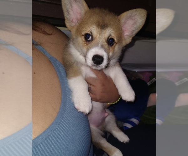 Medium Photo #1  Breeder Profile in SAN DIEGO, CA, USA