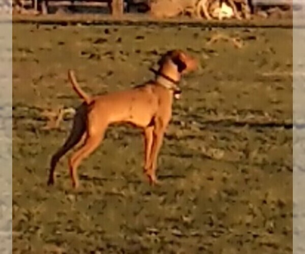 Medium Photo #5  Breeder Profile in ALPINE, TX, USA