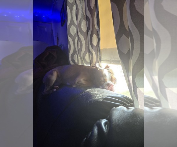 Medium Photo #2  Breeder Profile in ROCHESTER, NH, USA
