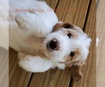 Small Photo #10  Breeder Profile in KNOXVILLE, TN, USA