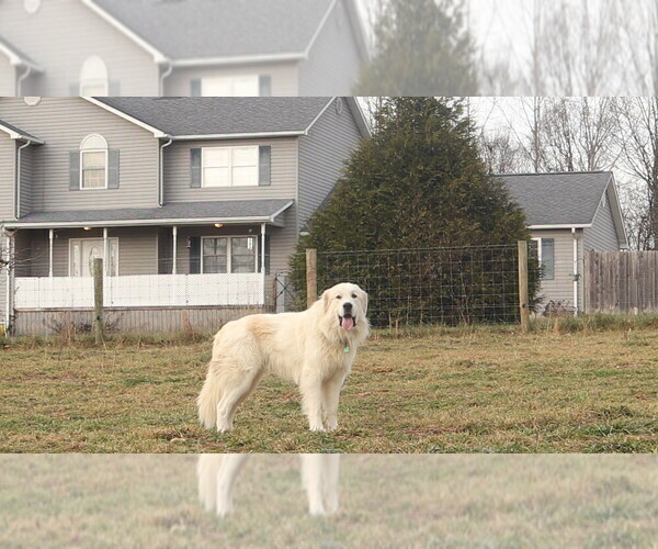 Medium Photo #3  Breeder Profile in NANCY, KY, USA