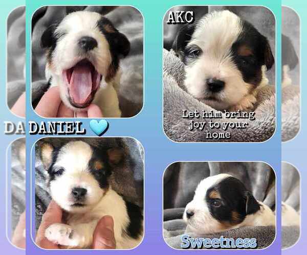 Medium Photo #13  Breeder Profile in FT WORTH, TX, USA