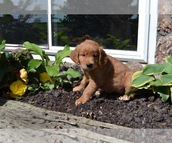 Medium Photo #10  Breeder Profile in GREENWOOD, WI, USA