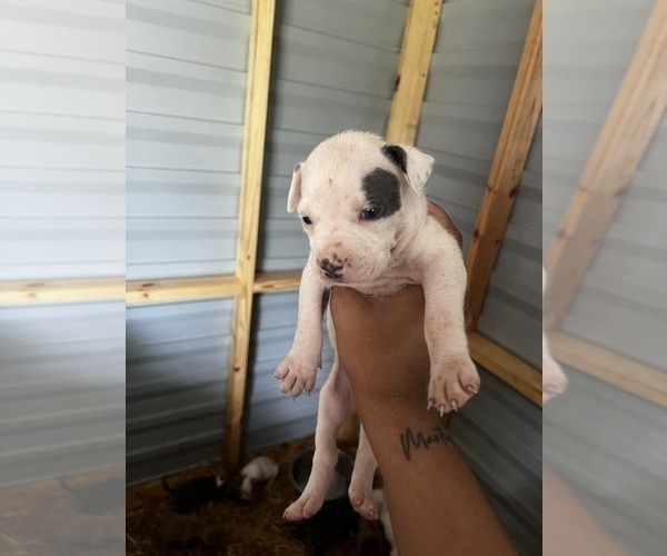 Medium Photo #5  Breeder Profile in AUGUSTA, GA, USA
