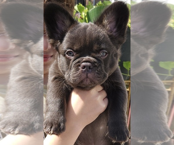 Medium Photo #17  Breeder Profile in FENTON, MO, USA