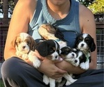 Small #2 Breeder Profile image