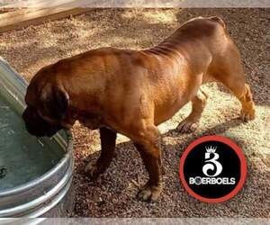 Boerboel Dog Breeder near BEDFORD, TX, USA
