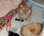 Small breeder photo
