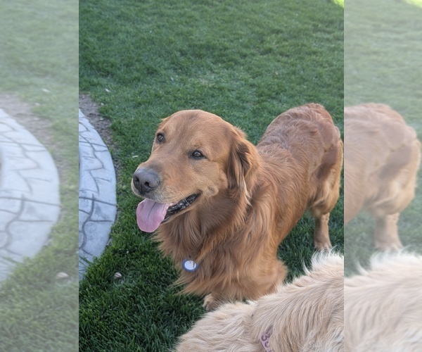 Medium Photo #25  Breeder Profile in DOLORES, CO, USA