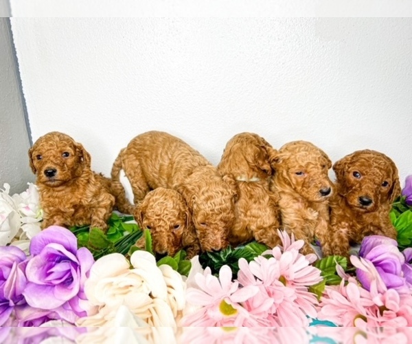 Medium Photo #7  Breeder Profile in JACKSONVILLE, FL, USA