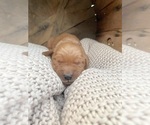 Small #4 Breeder Profile image