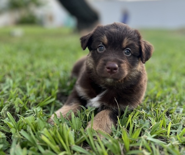 Medium Photo #2  Breeder Profile in WINTER GARDEN, FL, USA