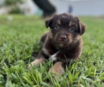 Small #1 Breeder Profile image