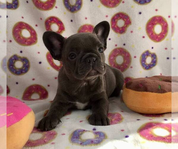Medium Photo #9  Breeder Profile in EVERETT, WA, USA