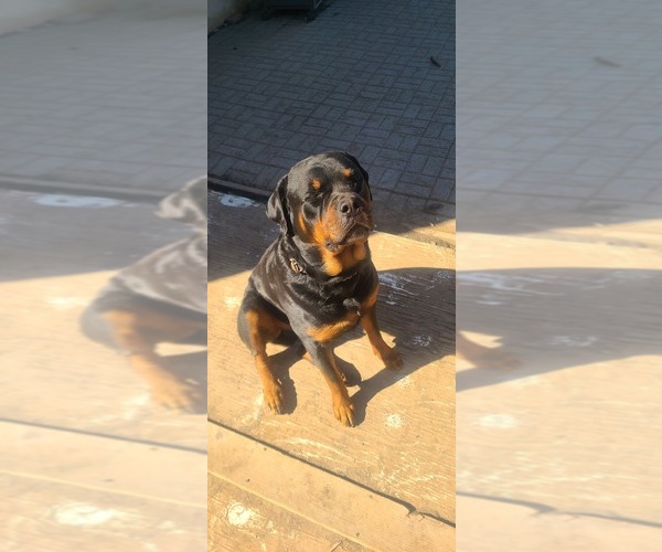 Medium Photo #1  Breeder Profile in PLEASANTON, CA, USA