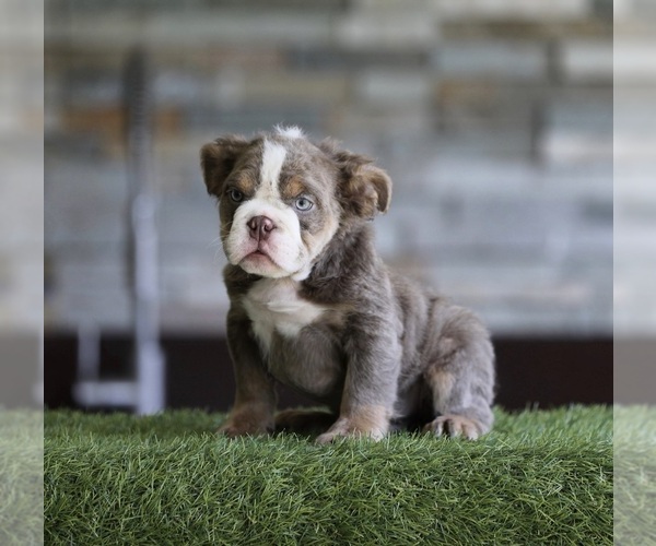 Medium Photo #6  Breeder Profile in BURBANK, CA, USA