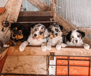 Australian Shepherd Dog Breeder near BOUTON, IA, USA