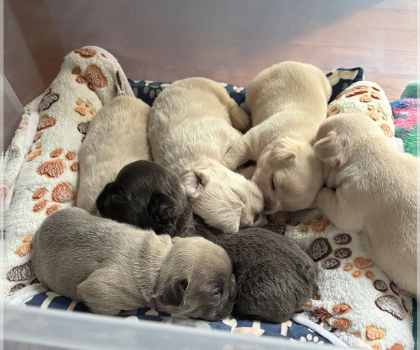 Medium Photo #1  Breeder Profile in ROCHESTER, NY, USA