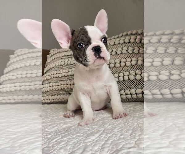 Medium Photo #1  Breeder Profile in VIRGINIA BEACH, VA, USA