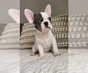 French Bulldog Dog Breeder near VIRGINIA BEACH, VA, USA