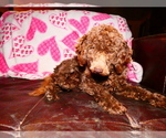 Small #11 Breeder Profile image