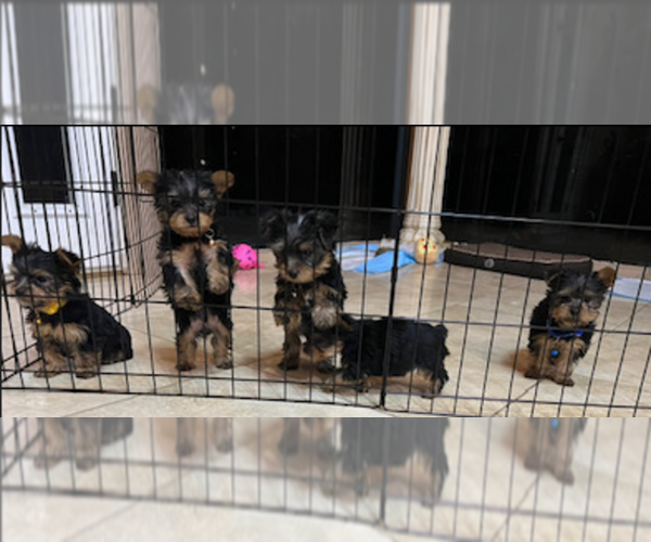 Medium Photo #1  Breeder Profile in HACIENDA HEIGHTS, CA, USA