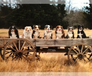 Main photo of Australian Shepherd Dog Breeder near GREENVILLE, TX, USA