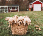 Small #1 Breeder Profile image