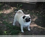 Small breeder photo