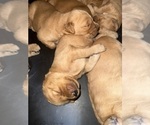 Small #3 Breeder Profile image