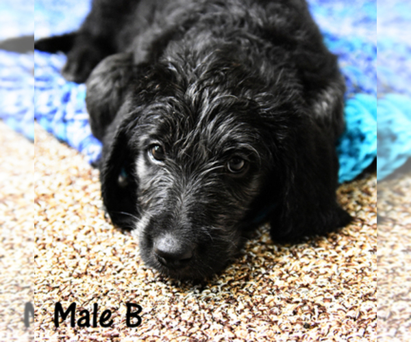 Medium Photo #1  Breeder Profile in MERIDIAN, ID, USA
