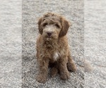 Small #4 Breeder Profile image