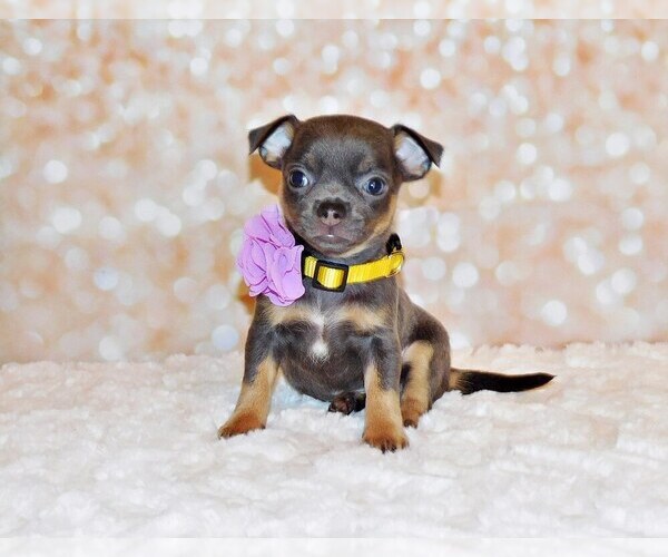 Medium Photo #11  Breeder Profile in CHARLESTON, AR, USA