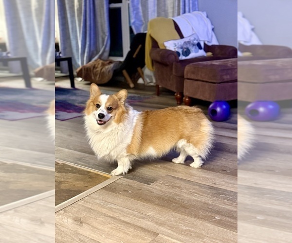 Medium Photo #31  Breeder Profile in GRAND RAPIDS, MI, USA