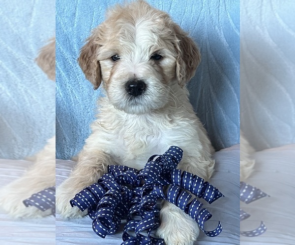 Medium Photo #8  Breeder Profile in CORAL, MI, USA