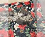 Small #5 Breeder Profile image