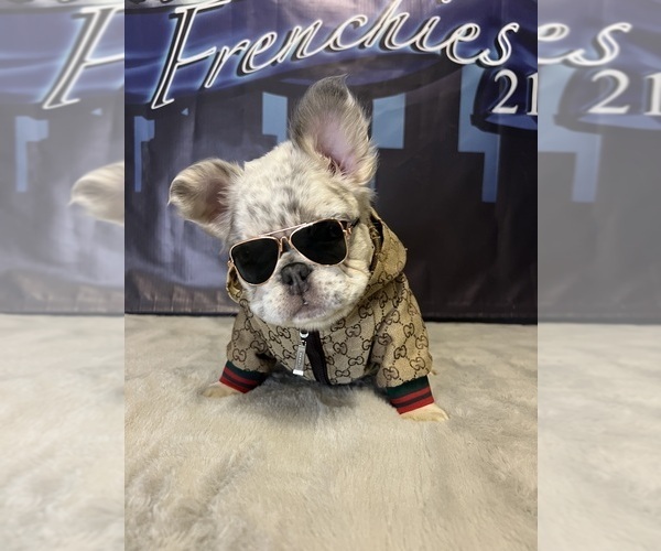 Medium Photo #1  Breeder Profile in CLEVELAND, OH, USA