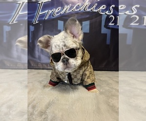 French Bulldog Dog Breeder near CLEVELAND, OH, USA