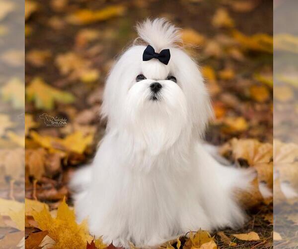 Medium Photo #1  Breeder Profile in CHICAGO, IL, USA