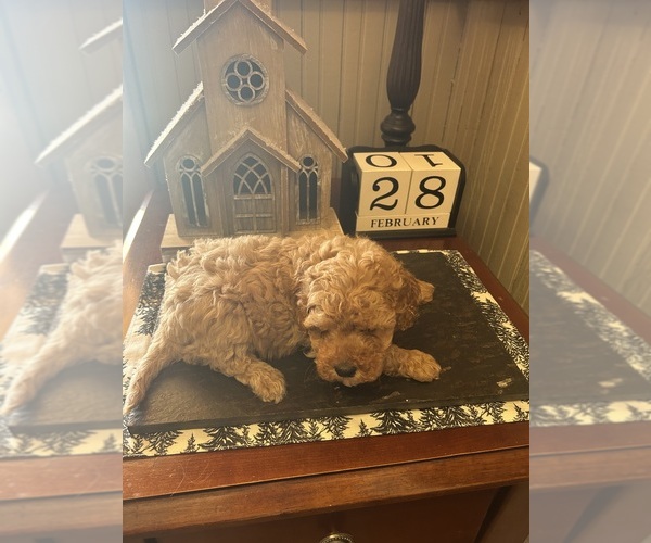 Medium Photo #2  Breeder Profile in ALBEMARLE, NC, USA