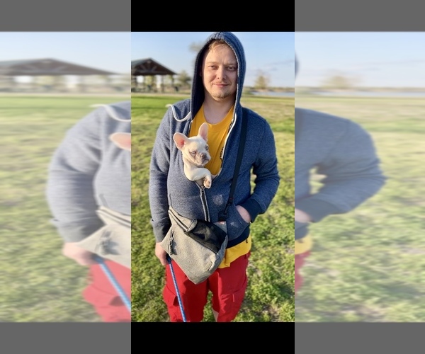 Medium Photo #1  Breeder Profile in KATY, TX, USA