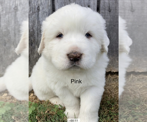 Great Pyrenees Dog Breeder in GATE CITY,  USA