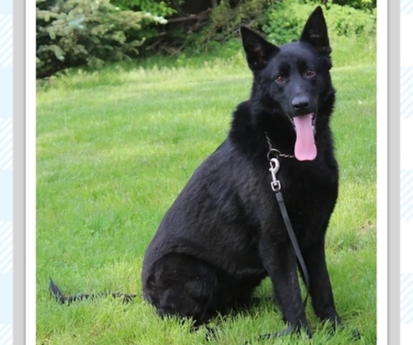 Medium Photo #5  Breeder Profile in NEW BREMEN, OH, USA