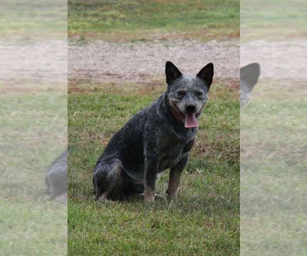Medium Photo #1  Breeder Profile in HAWARDEN, IA, USA