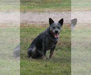 Medium Breeder Profile Photo