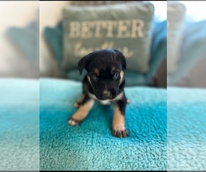 Cane Corso Dog Breeder near SPARTANBURG, SC, USA