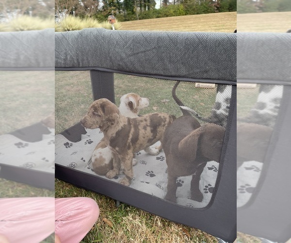 Medium Photo #6  Breeder Profile in WESTFIELD, NC, USA