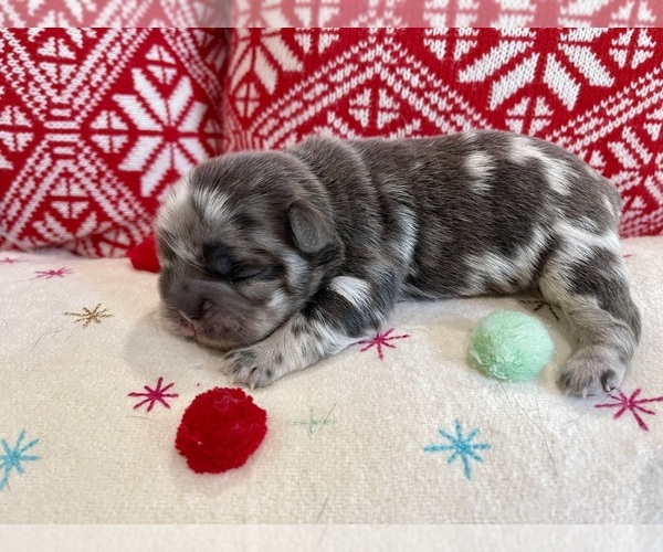 Medium Photo #1  Breeder Profile in MYRTLE BEACH, SC, USA