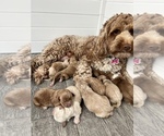 Small breeder photo