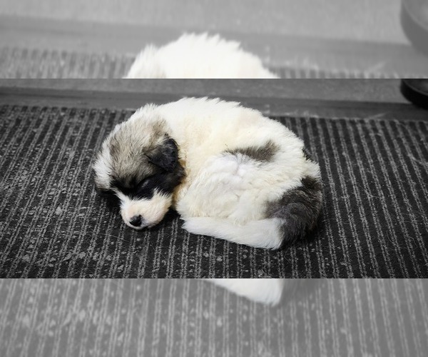 Medium Photo #6  Breeder Profile in LEWIS, IA, USA